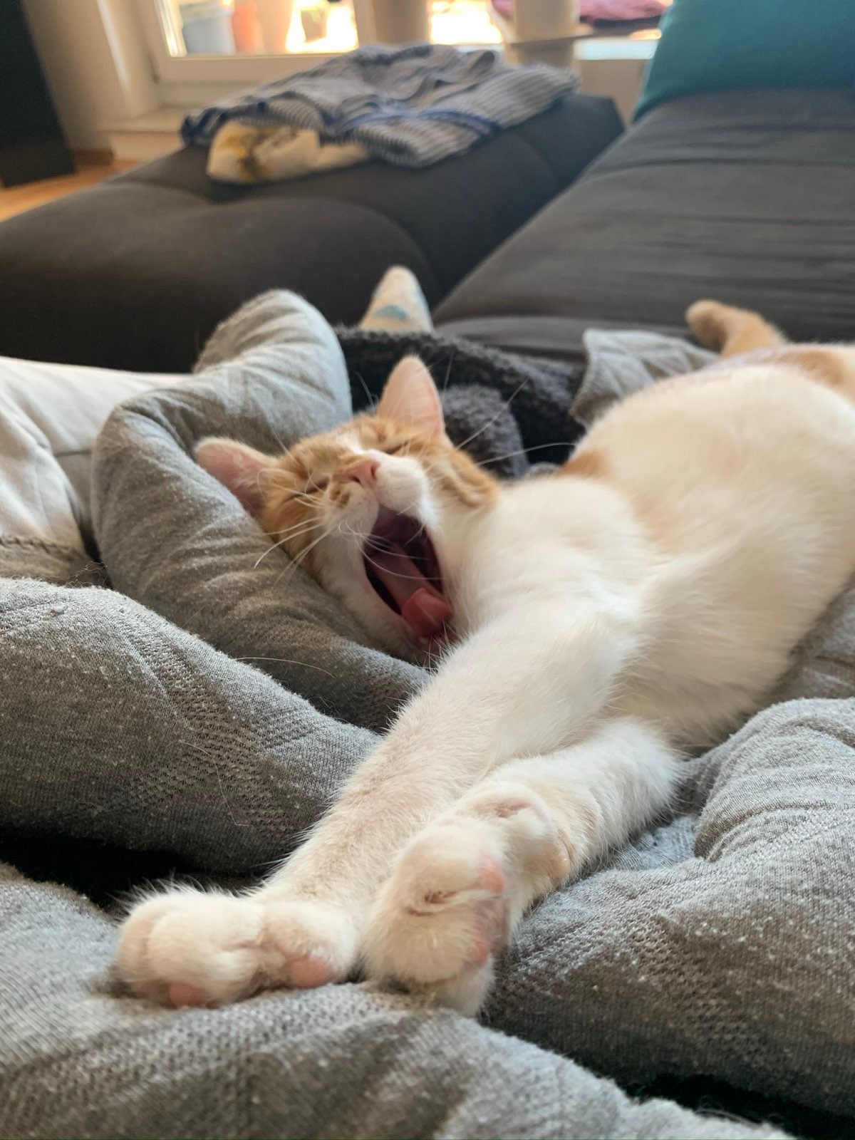Bojack being beautiful even while yawning